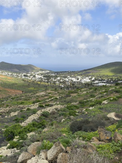 Valley of 1000 Palms, Haria, Lanzarote, Canary Islands, Spain