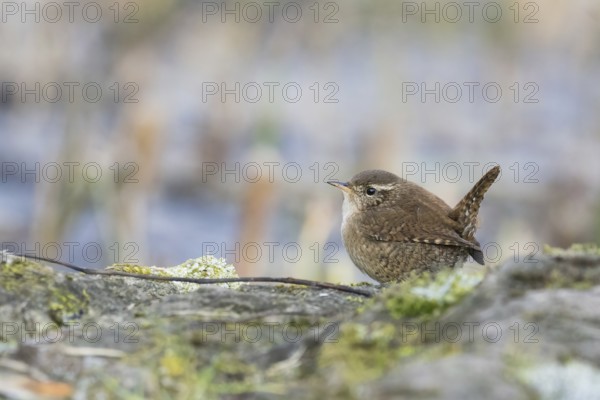A wren (Troglodytes troglodytes) sits on a moss-covered rock and looks attentively, Hesse, Germany