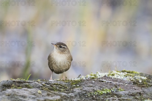 A wren (Troglodytes troglodytes) stands on a moss-covered rock surrounded by the muted colours of nature, Hesse, Germany