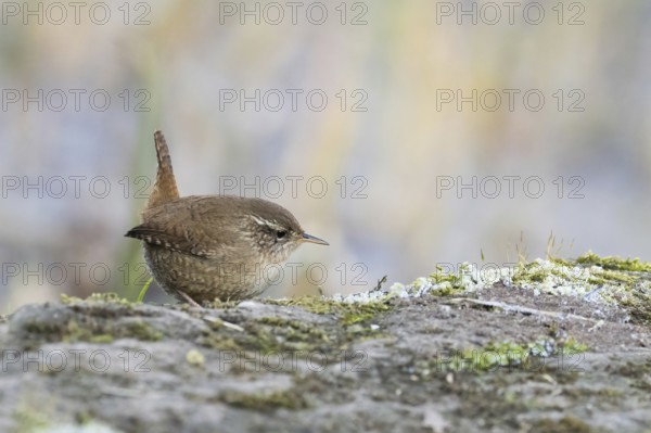 A wren (Troglodytes troglodytes) perches on a moss-covered rock and looks to the side, Hesse, Germany