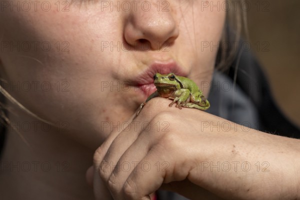 A young woman kisses a small frog Frog King Tree Frog (Hyla arborea) sitting on her hand in close-up, Dümmer nature park Park, Lower Saxony, Germany