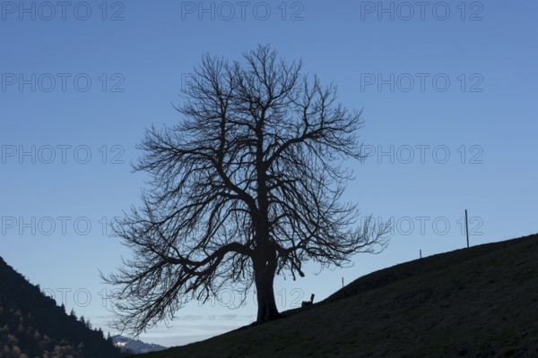 A single standing chestnut tree (Castanea) in late autumn, including an empty bench, Dietersbachtal near Oberstdorf, Allgäu Alps, Allgäu, Bavaria, Germany
