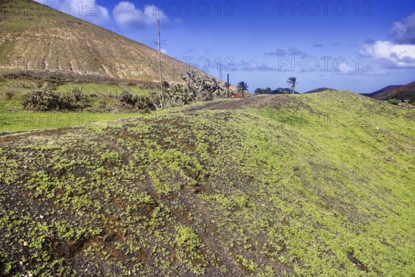 Grassy hills under a clear blue sky with scattered clouds, Yaiza Lanzarote