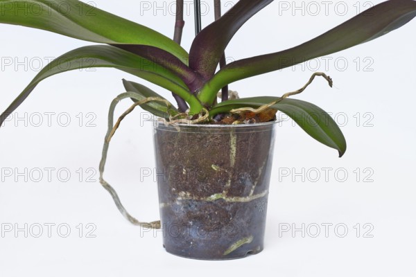 Transparent flower pot with roots and air roots of orchid flower on white backrgound