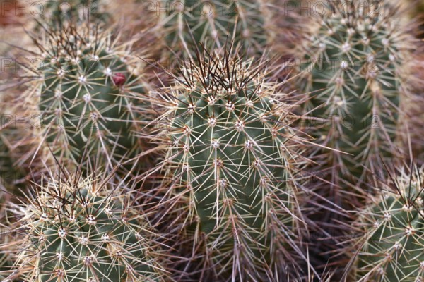 Close up of Engelmann's Hedgehog Cactus (Echinocereus engelmannii) plants with red spines