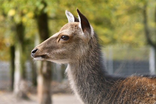 Side view of head of Cervus nippon Shika deer