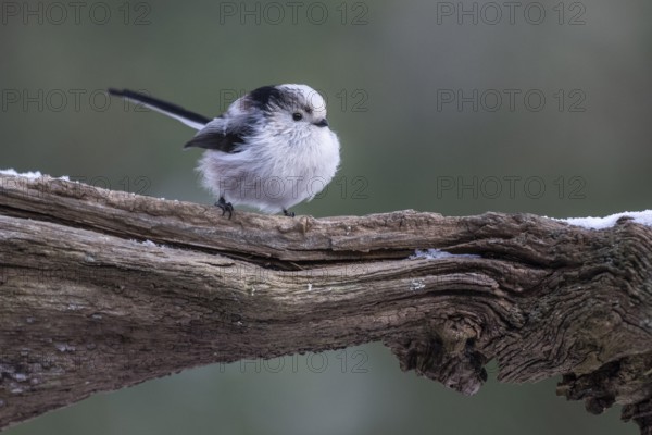 Long-tailed Tit (Aegithalos caudatus), Emsland, Lower Saxony, Germany
