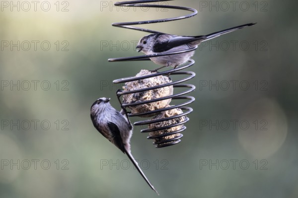 Long-tailed tits (Aegithalos caudatus) at the tit dumpling, Emsland, Lower Saxony, Germany
