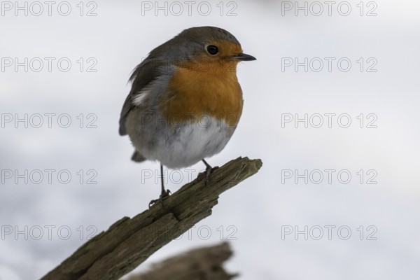European robin (Erithacus rubecula), Emsland, Lower Saxony, Germany