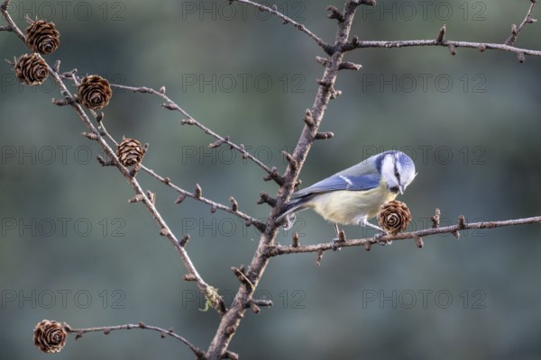 Blue tit (Parus caerulea), Emsland, Lower Saxony, Germany