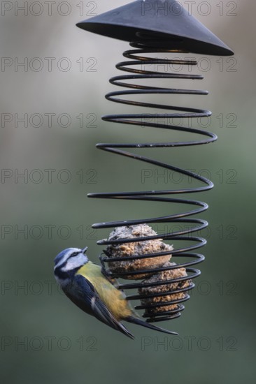Blue tit (Parus caerulea) at the tit dumpling, Emsland, Lower Saxony, Germany