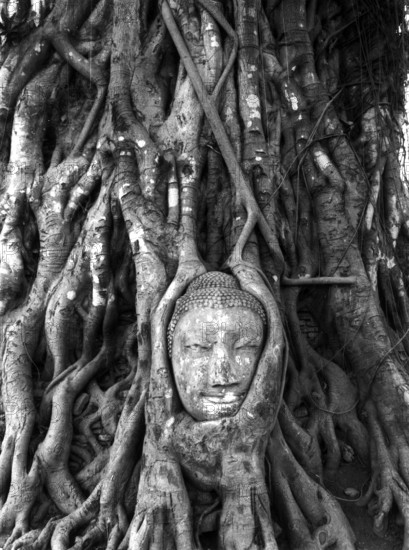 Buddha's head grown into the poplar fig (Ficus religiosa) . According to Buddhist tradition, Siddhartha Gautama experienced awakening while sitting under a poplar fig. Buddha, Buddhism, Religion, Ayutthaya, Thailand, Southeast Asia