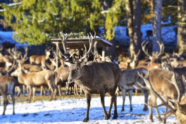 Wild feeding of red deer in the Allgäu region, Bavaria, Germany