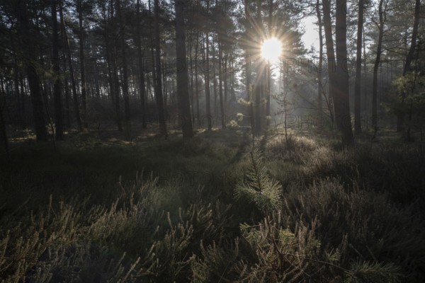 Light rays in the forest, Emsland, Lower Saxony, Germany