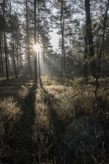 Light rays in the forest, Emsland, Lower Saxony, Germany