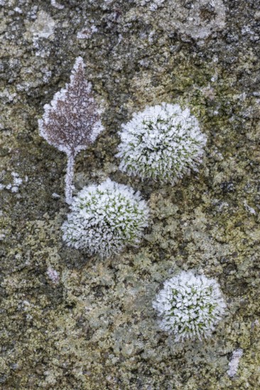 Moss and birch leaf in hoarfrost, Emsland, Lower Saxony, Germany