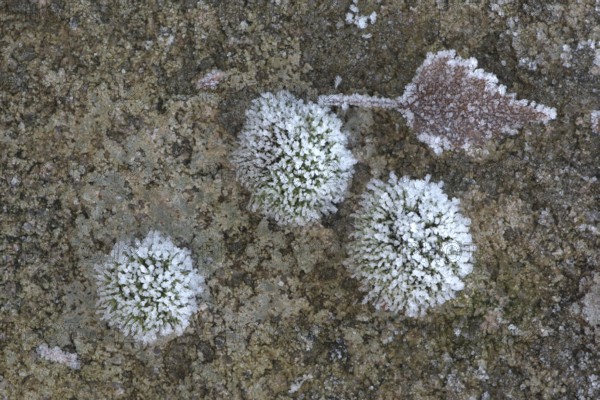 Moss and birch leaf in hoarfrost, Emsland, Lower Saxony, Germany