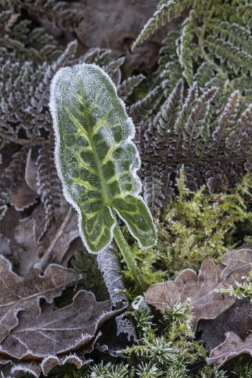 Arum italicum (Arum italicum Pictum) and fern fronds (Polystichum) in hoarfrost, Emsland, Lower Saxony, Germany