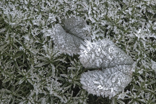 Cyclamen leaf (Cyclamen coum) on moss in hoarfrost, Emsland, Lower Saxony, Germany
