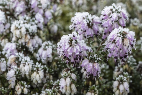 Snow heather (Erica carnea) in hoarfrost, Emsland, Lower Saxony, Germany