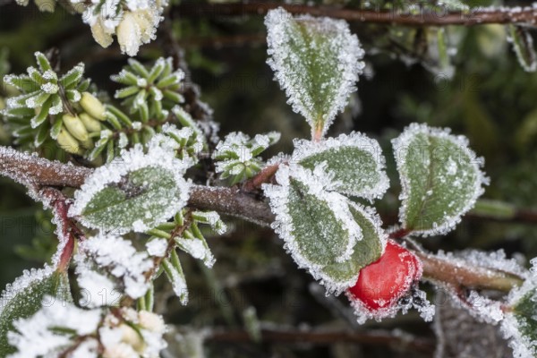 Cotoneaster horizontalis in hoarfrost, Emsland, Lower Saxony, Germany