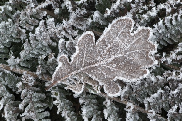 Oak leaf (Quercus robur) on fern frond (Polystichum) in hoarfrost, Emsland, Lower Saxony, Germany