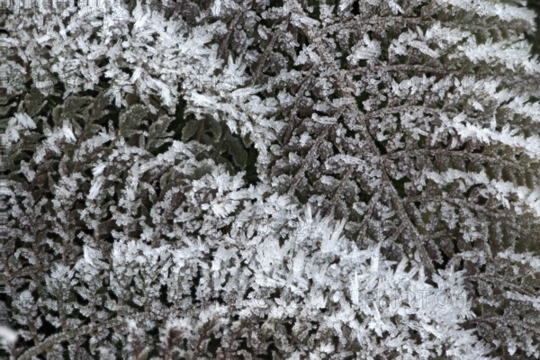 Fern fronds (Polystichum) in hoarfrost, Emsland, Lower Saxony, Germany