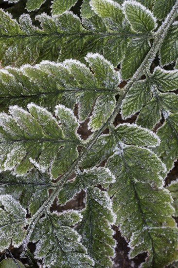 Fern fronds (Polystichum) in hoarfrost, Emsland, Lower Saxony, Germany