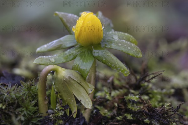 Winter aconite (Eranthis hyemalis), Emsland, Lower Saxony, Germany