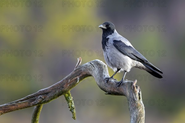 Northern European hooded crow (Corvus cornix cornix, Corvus corone cornix) perched on branch in winter