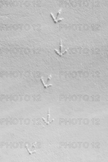 Rock ptarmigan (Lagopus muta, Lagopus mutus) tracks, footprints in the snow in winter