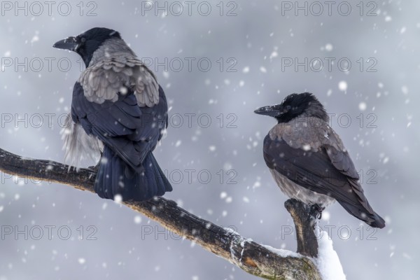 Two Northern European hooded crows (Corvus cornix cornix) in the snow perched on branch during heavy snowfall in winter