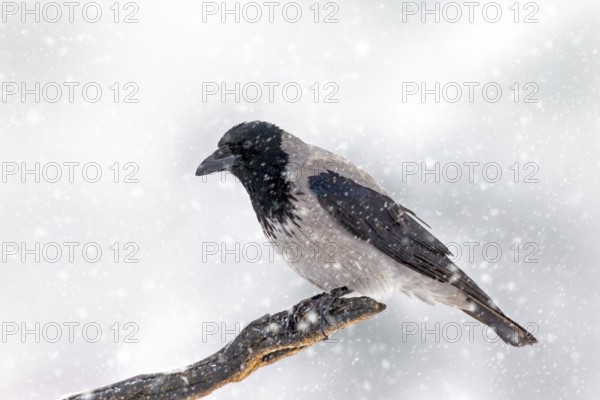 Northern European hooded crow (Corvus cornix cornix) in the snow perched on branch during heavy snowfall in winter