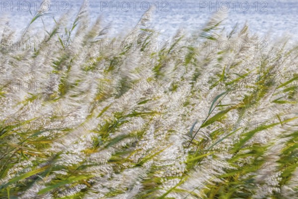 Motion blurred panicles of common reeds (Phragmites australis, Phragmites communis) in reedbed, reed bed in wetland in autumn, fall