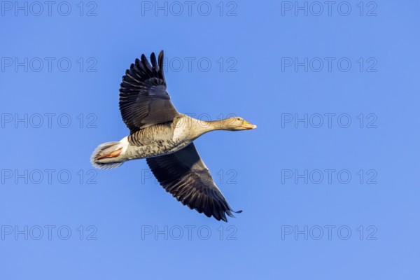 Greylag goose, graylag goose (Anser anser) flying against blue sky in winter