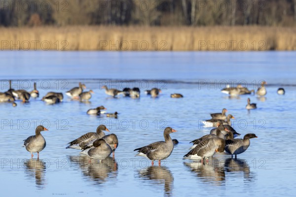 Greylag geese, graylag goose flock (Anser anser) resting in shallow water of lake in winter