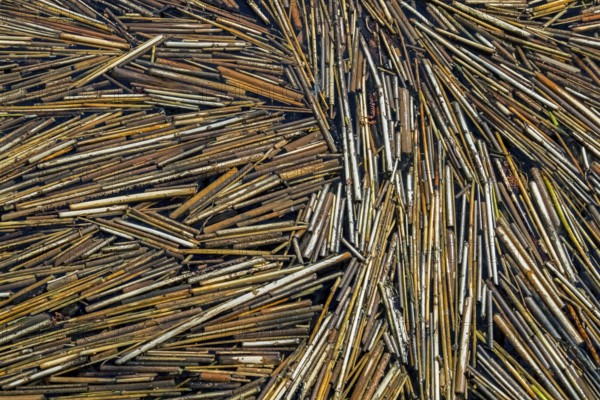 Common reeds (Phragmites australis, Phragmites communis) broken reed stems floating in water of pond in wetland in spring