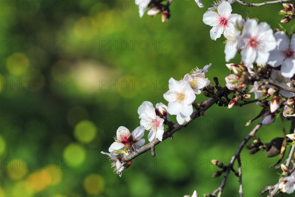 Almond blossom, blossoming branch, almond tree (Prunus dulcis), Agrigento, Sicily, Southern Italy, Italy