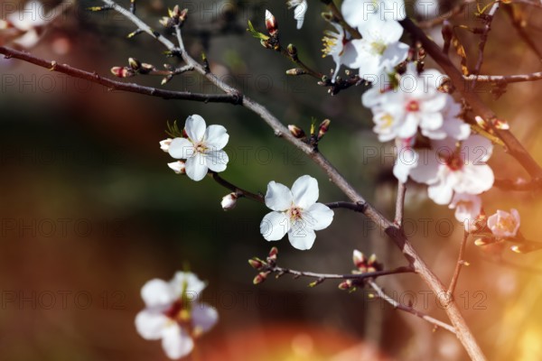 Almond blossom, blossoming branch, almond tree (Prunus dulcis), light reflections, Agrigento, Sicily, Southern Italy, Italy