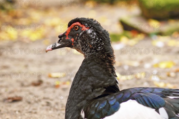 Black Domestic Muscovy duck with vivid red facial skin