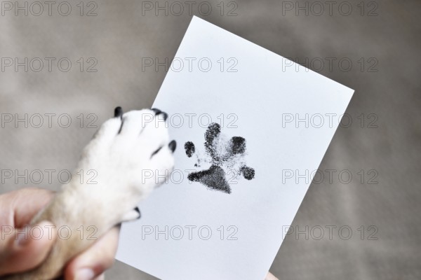 Hand holding dog paw next to prints on white paper. Pet keepsake as memory of beloved dog concept