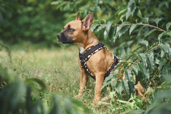 Dog wearing Y-shaped harness sitting among grass and plants