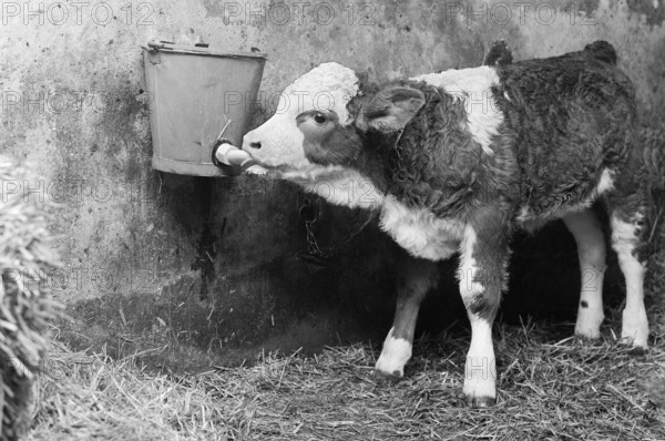 Tethered veal drinks milk from a bucket in a cowshed, on a former Franconian farm, black and white, Bavaria, Germany