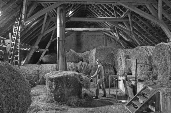 Helper in overalls forks hay in a hayloft, on a former Franconian farm, black and white, Bavaria, Germany