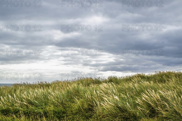 Grass over Hengistbury Head, Christchurch Head, English Channel, Dorset, England, United Kingdom