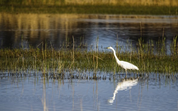 Great White Egret, Ardea alba, bird in hunting on marshes