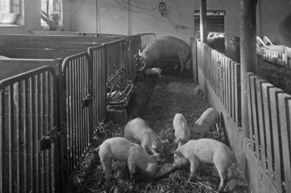 Mother sow with piglets in a pigsty, on a former Franconian farm, black and white, Bavaria, Germany