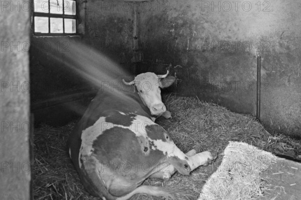 Cow in a small stable on straw, former Franconian farm, black and white, Bavaria, Germany