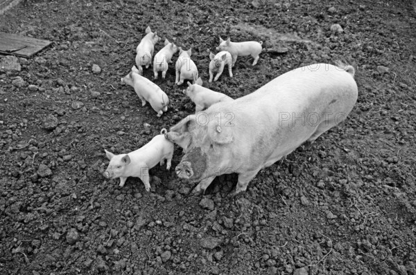 Muttersau Sus Scrofa Domestica) with nine piglets in the outlet, black and white, Othenstorf, Mecklenburg-Western Pomerania, Germany
