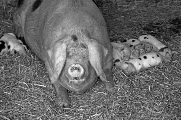 Mother sow with piglets on a farm, black and white, Netherseal, South Derbyshire, England, Great Britain